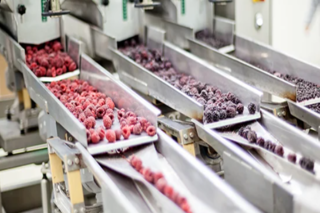 Automated manufacturing line for preparing and packaging cranberries.